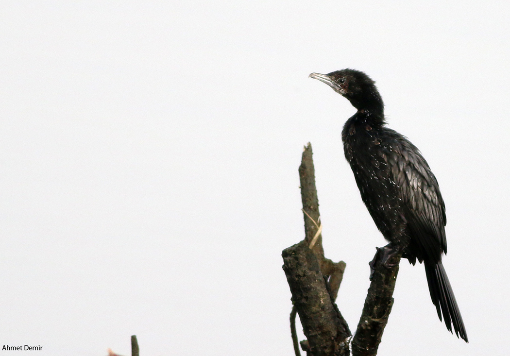 Pygmy Cormorant